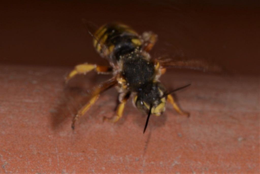 Apidae Megachilinae: Anthidium cfr. florentinum